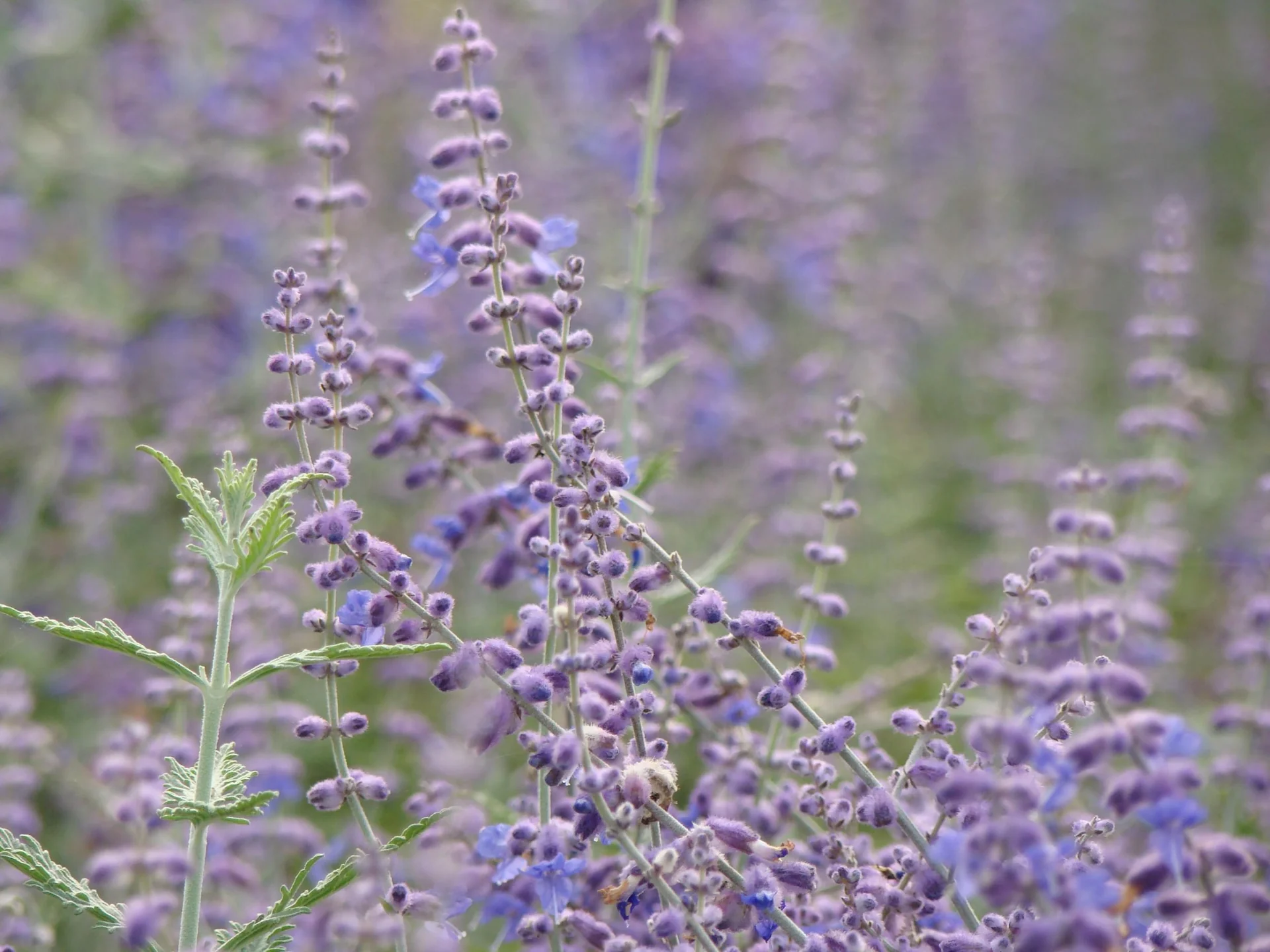 Blauraute Blue Spire - Perovskia atriplicifolia - 7.5 L Topf 60- 80 cm - 1