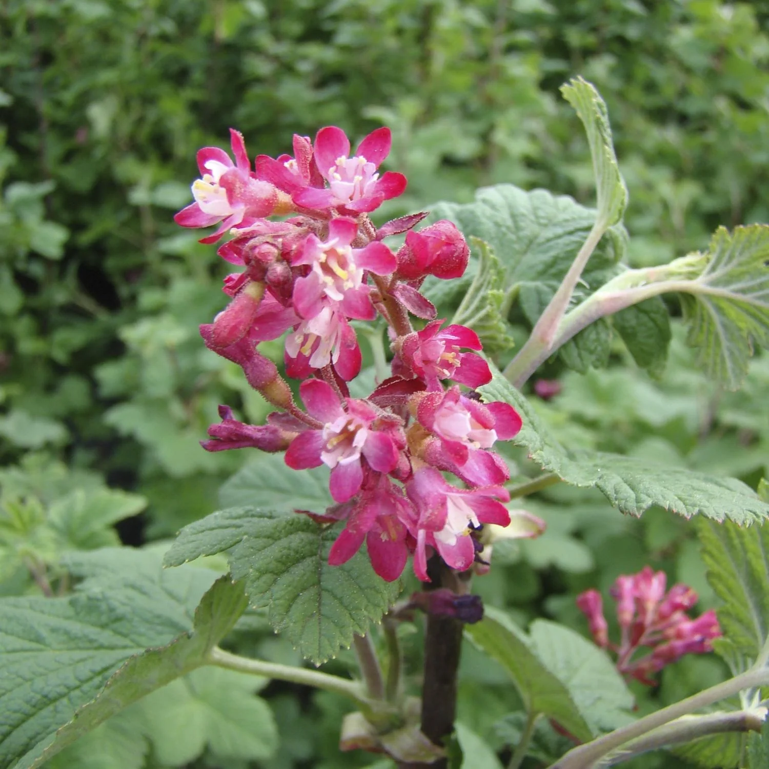 Zierjohannisbeere Pulborough Scarlet - Ribes sanguineum - 7.5 L Topf 80-100 cm - 1