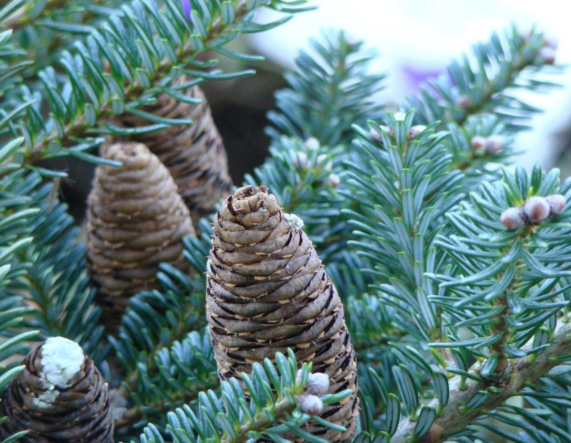 Veredelte Koreatanne Blue Emperor - Abies koreana - Solitär 80-100 cm - 2