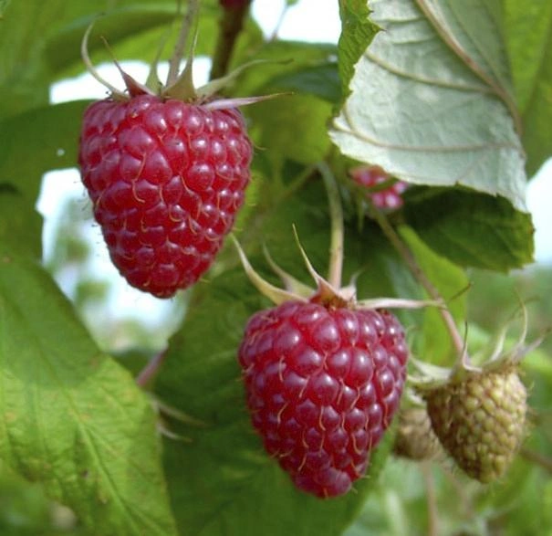 Tayberry "Buckingham", 3,5L-Container, Kreuzung zwischen Himbeere und Brombeere - 1