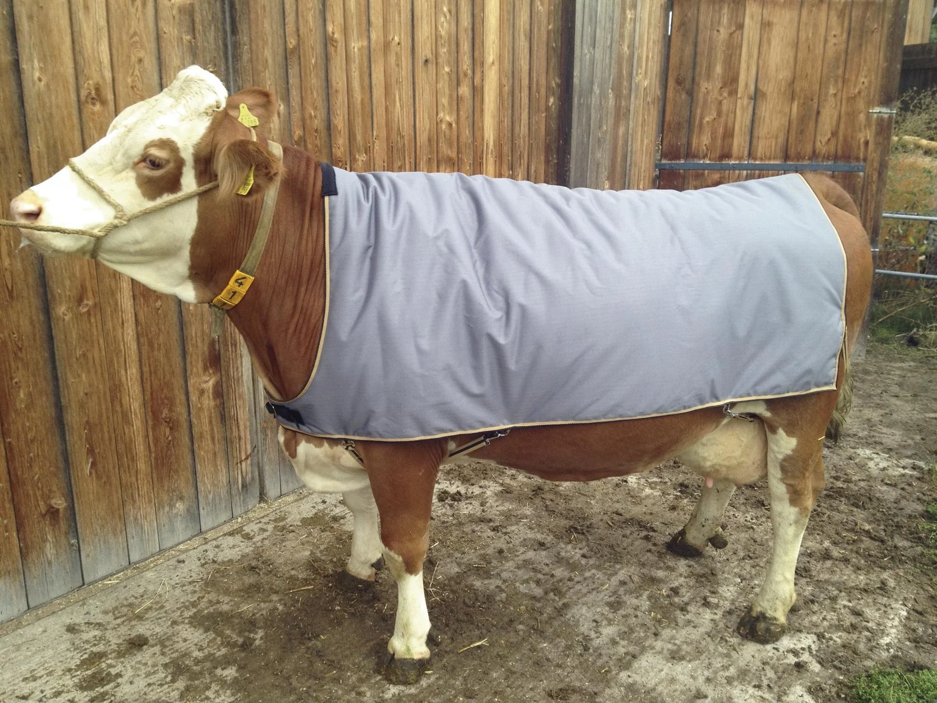 Thermodecke für Braunvieh und normale Schwarzbunte, Rückenlänge 145 cm, Länge 180 cm, Breite 150 cm - 2