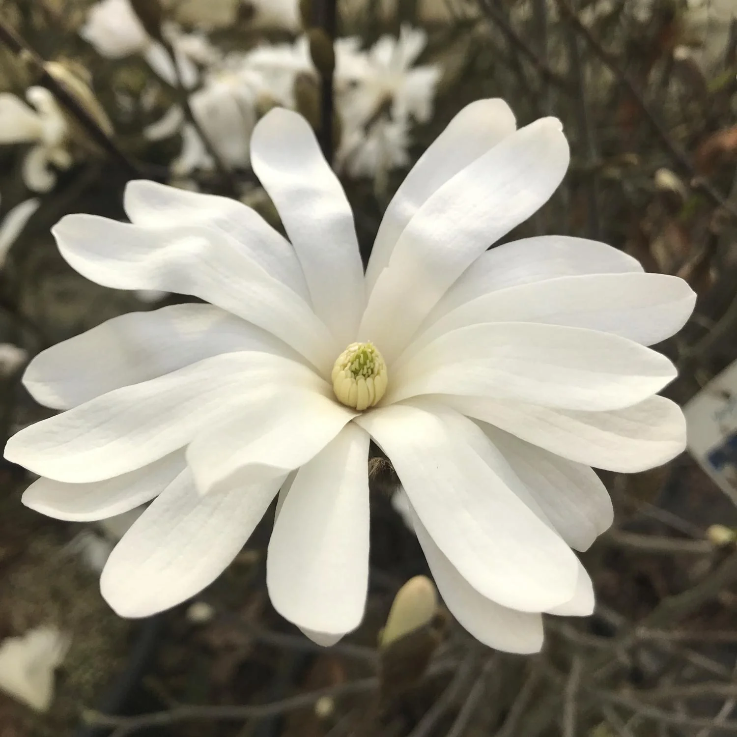Sternmagnolie Magnolia stellata - Solitär mit Ballen 100-125 cm - 2