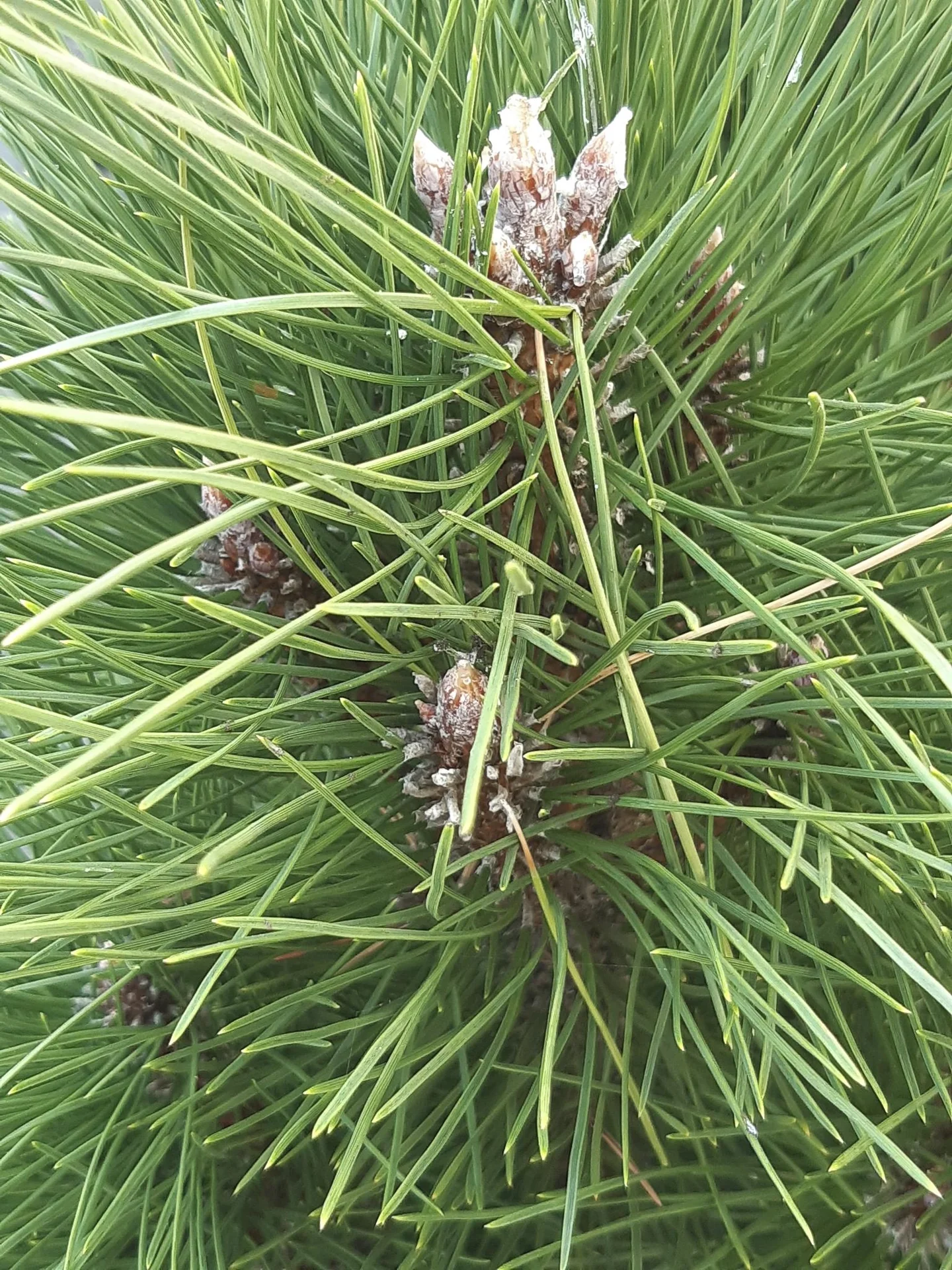 Schwarzkiefer, Pinus nigra "Green Tower", 7,5 Liter Topf, 40-50 cm hoch - 2