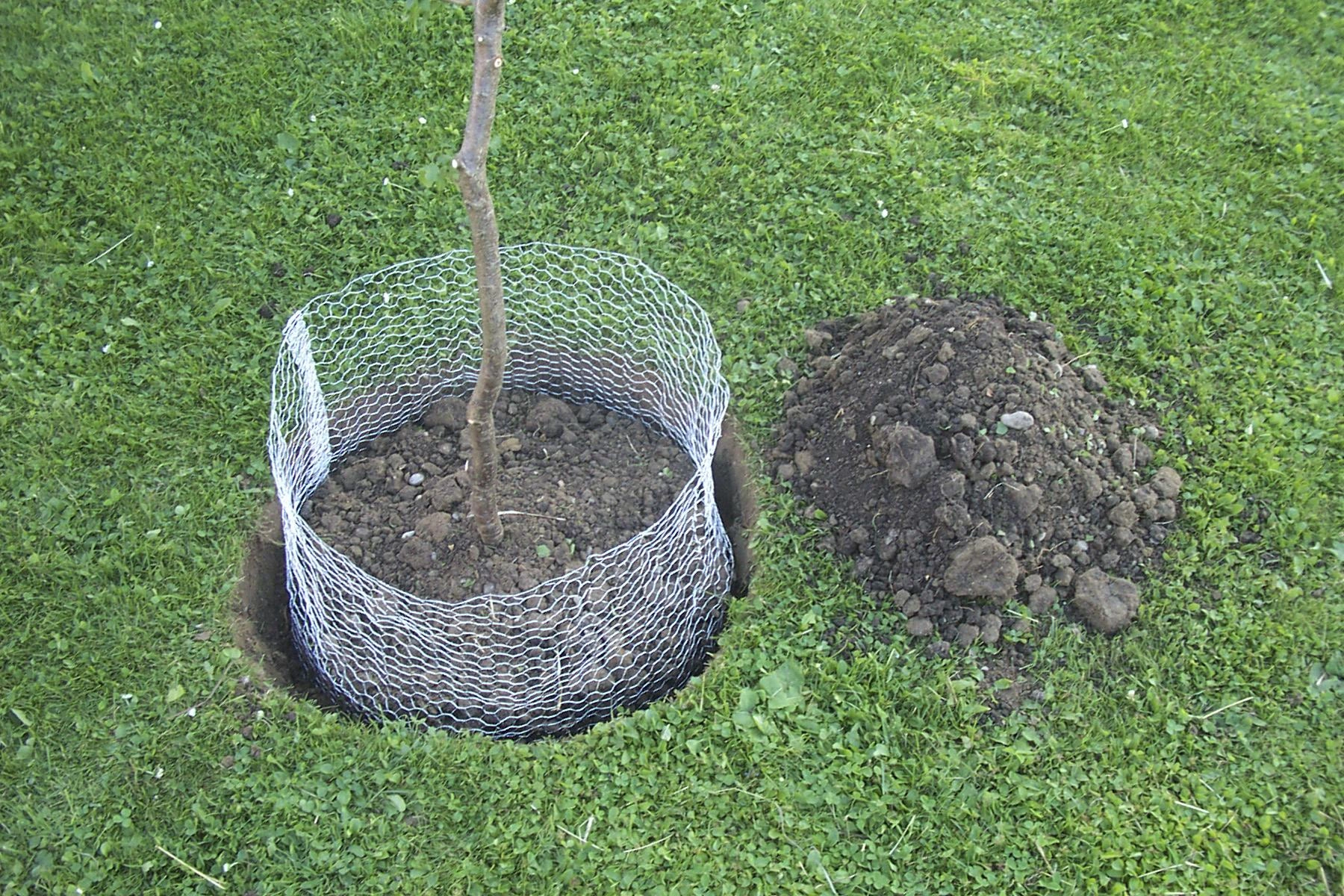 Wühlmauskorb unverzinkt, klein, 35 cm - 4