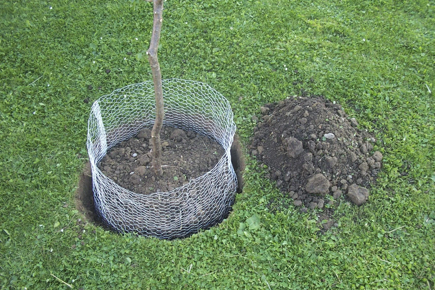 Wühlmauskorb unverzinkt, klein, 35 cm - 4