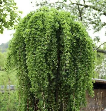 Japanische Hänge-Lärche Larix kaempferi Stiff Weeper - 20 L Topf Stamm 150 cm - 1