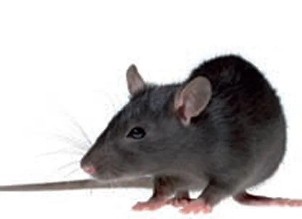 Köderstation Tunnelbox, 340 x 100 x 92 mm - 2