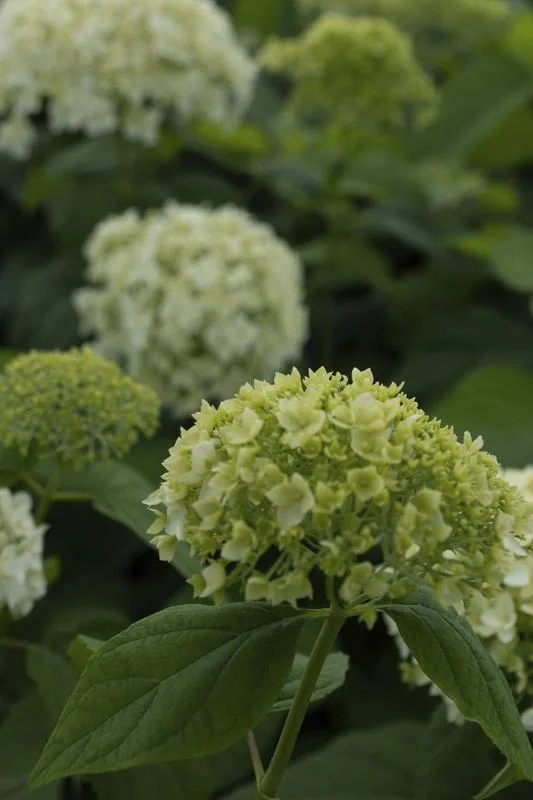 Waldhortensie Hydrangea arborescens. Annabelle (Proven Winners) - 12 L Topf 80-100 cm - 3