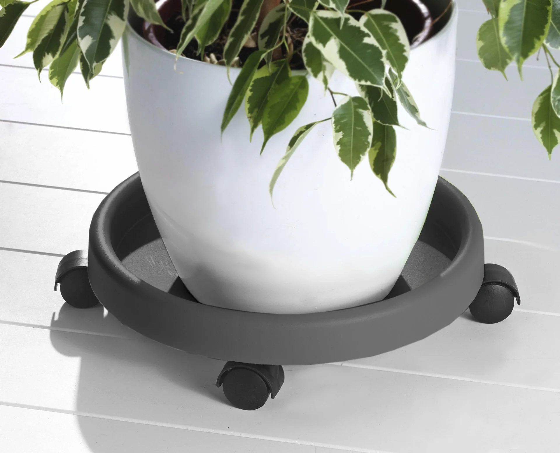 Pflanzenroller, anthrazit - 2