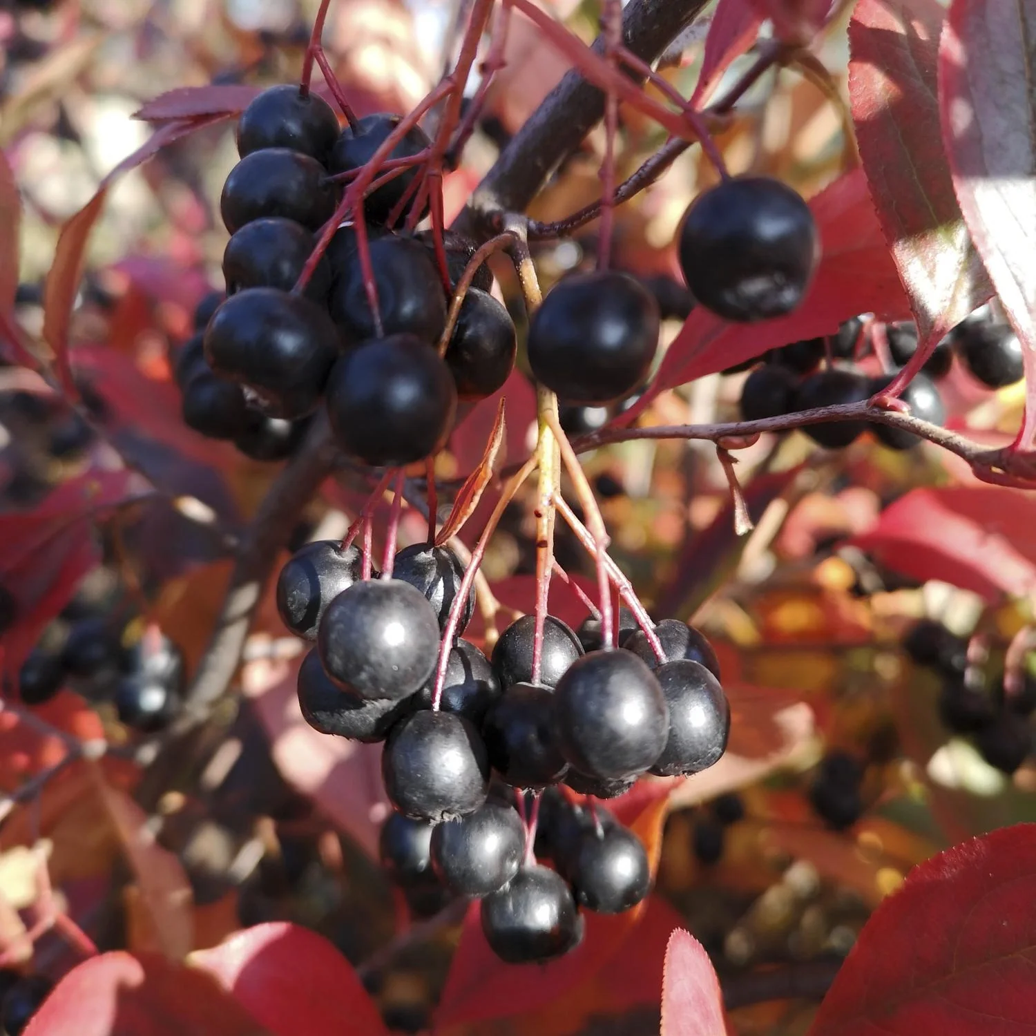 Apfelbeere Aronia melanocarpa - 12 L Topf 80-100 cm - 3