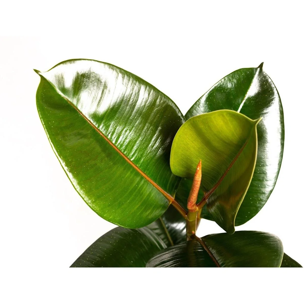Aufblühender Gummibaum - Ficus Elastica Robusta - Groß - 50-60Cm - 1 Stück - 5
