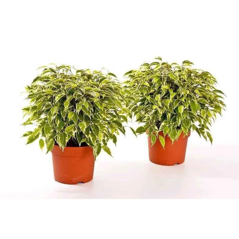 Flower-up Trauerfeigen Ficus Benjamina 3 Stück 25-35 Cm Ficus benjamina Grün Kinky, Kinky & Natasja - 4