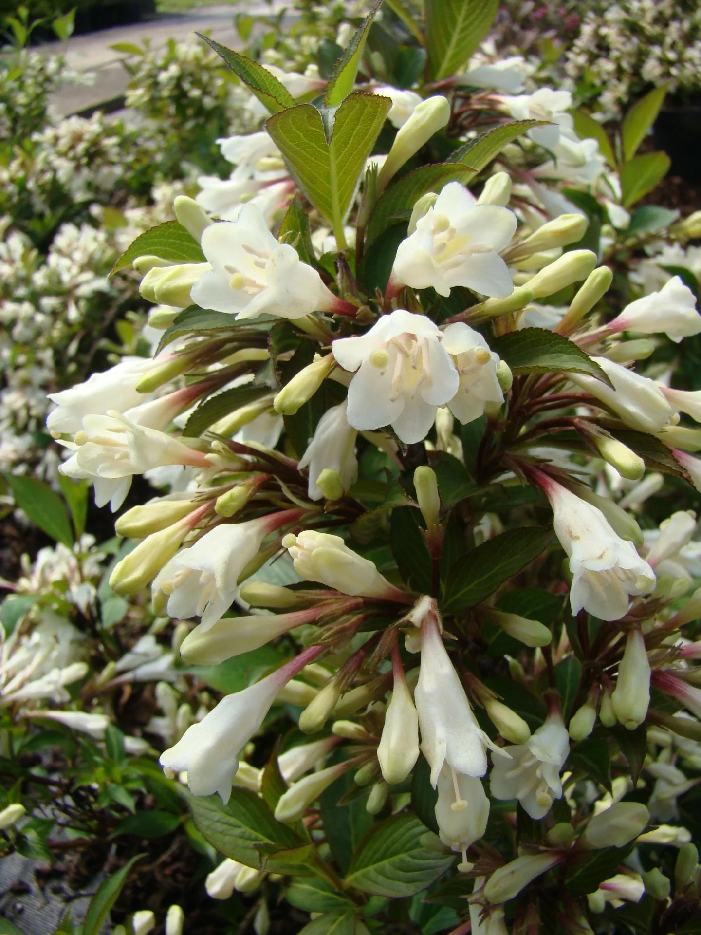 Weigelie Black and White -R- 7.5 L Topf 30 cm - 2