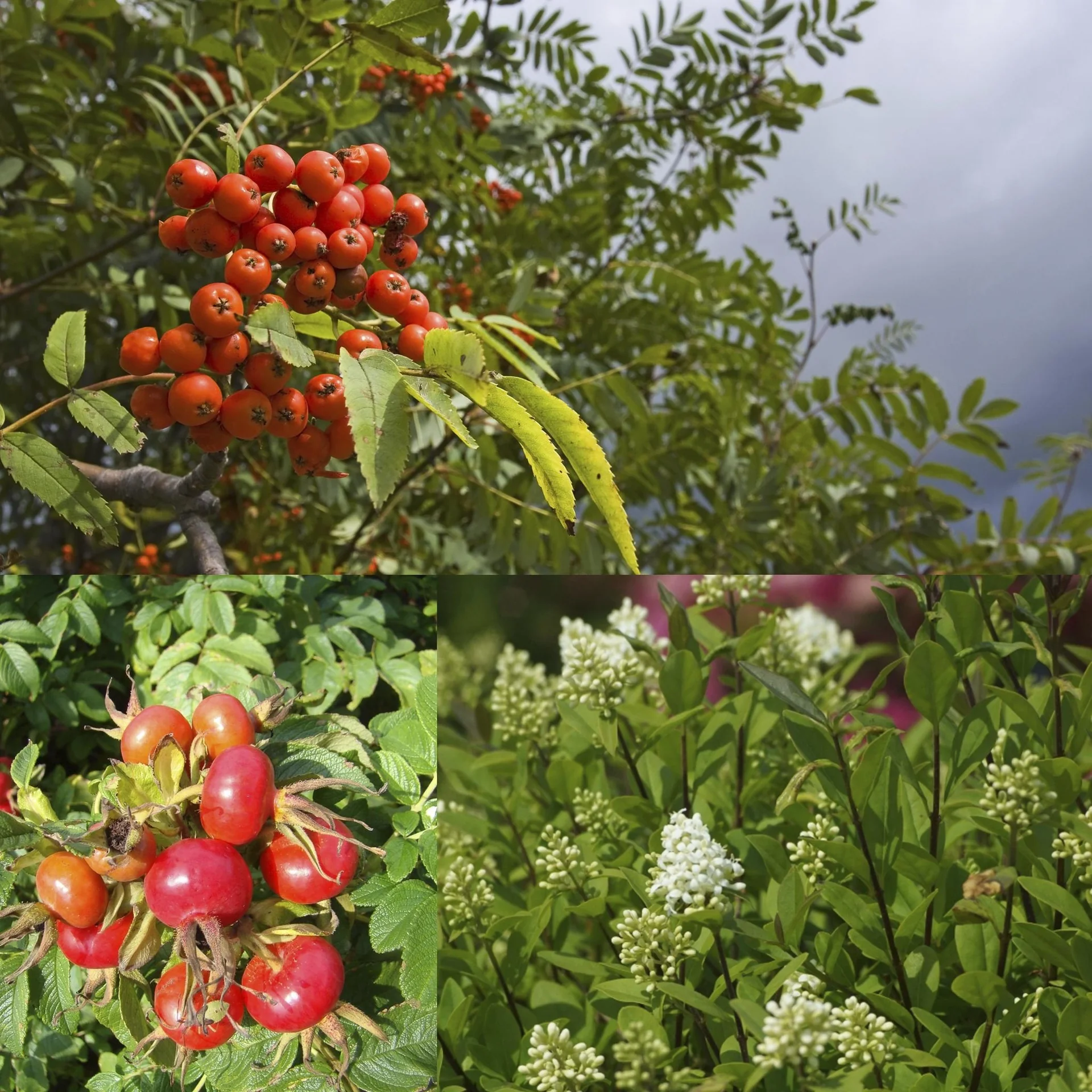Vogelnähr- und Schutzhecke für 3 m Hecke, 60-100 cm, 7,5 Liter Topf, 6 Stück im Set, 2 x Kartoffelrose, 2 x Vogelbeere, 2 x schwarzgrüner Liguster - 1