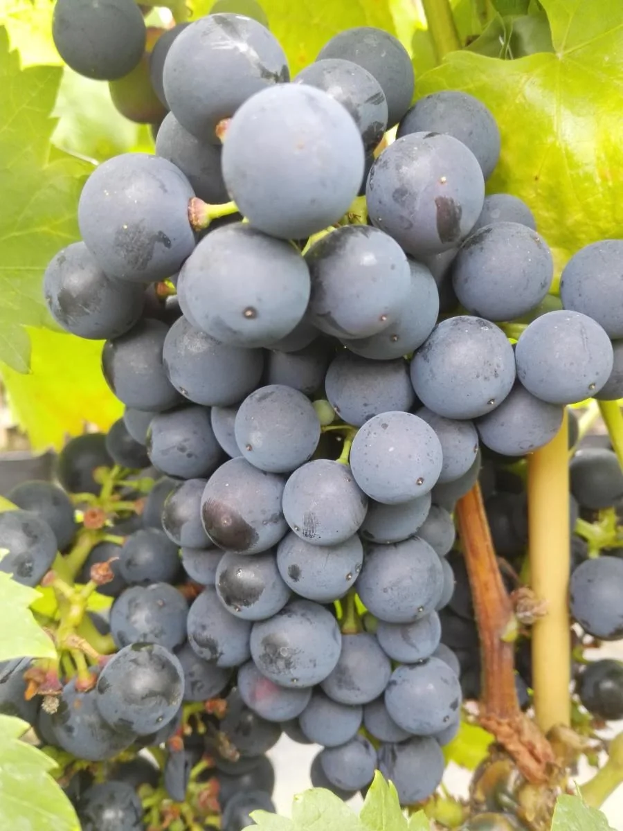 Weinrebe "Regent", 3,5L-Container - 1