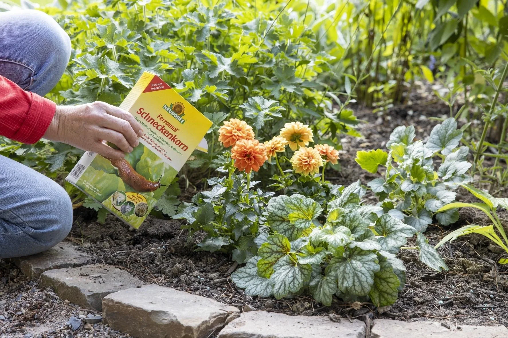 Schneckenkorn Ferramol - mit natürlichem Wirkstoff - 4