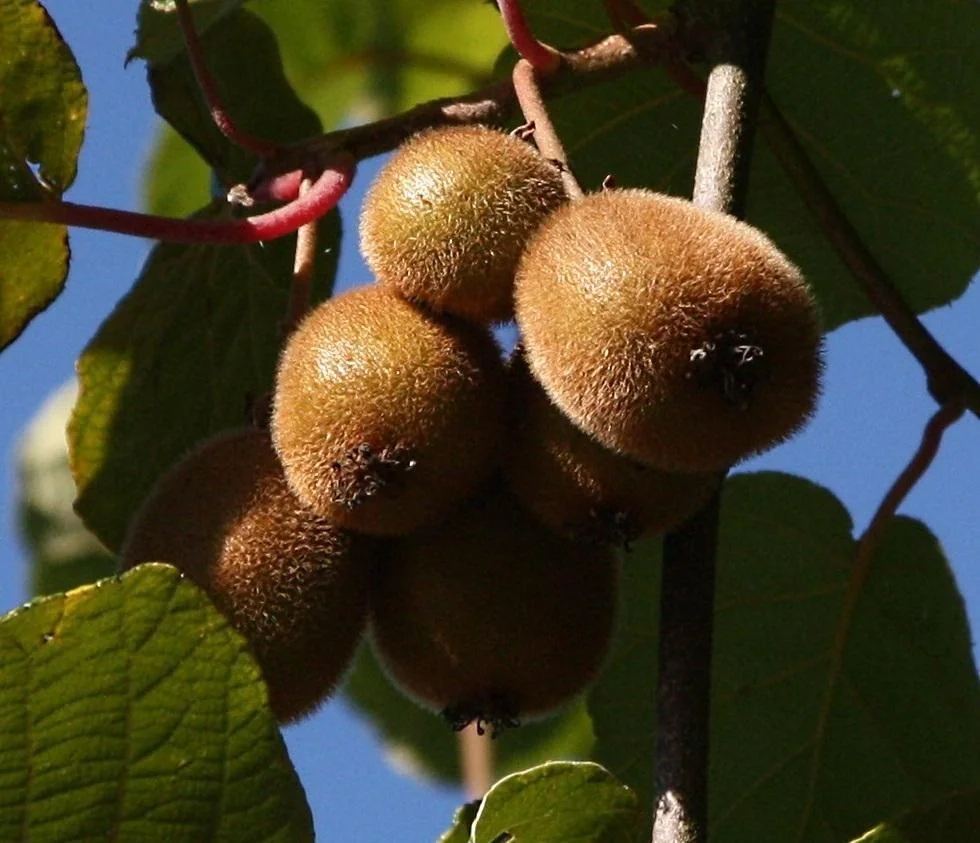 Kiwi "Solo", 3,5L-Container, - 1