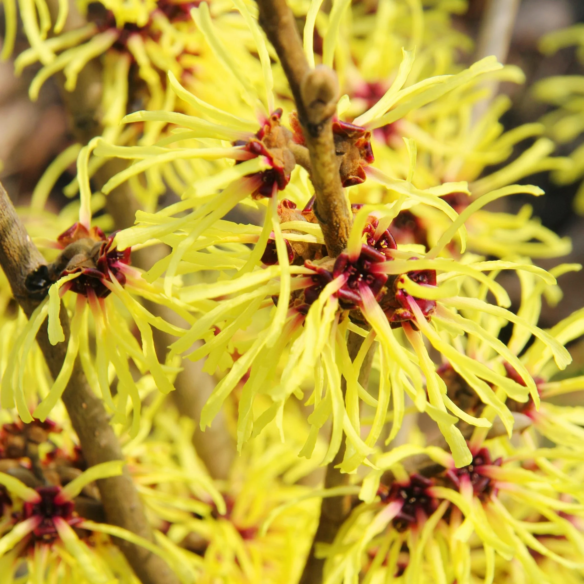 Zaubernuss Westerstede - Hamamelis intermedia - 4 L Topf 40-60 cm - 3