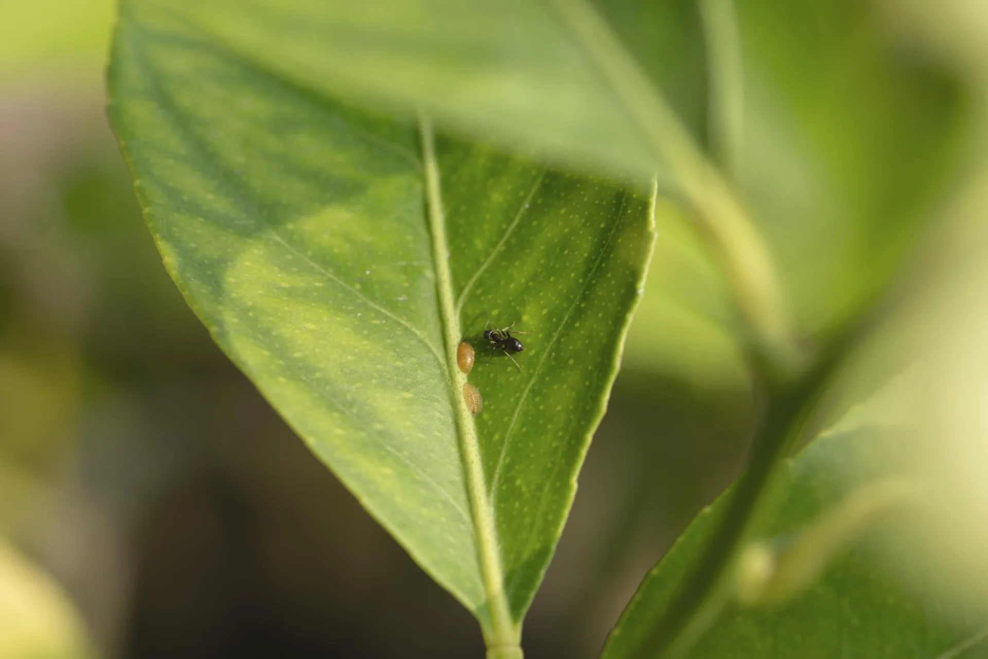 Solar-Ameisenabwehr - 11