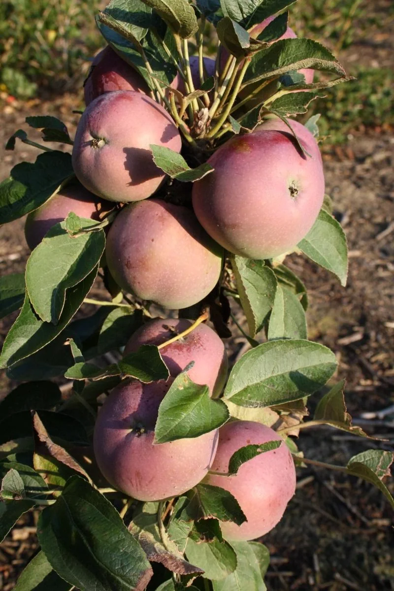 Säulenapfel "McIntosh", 7,5L-Container, mittelgroße, saftige Früchte mit schönem Aroma - 1