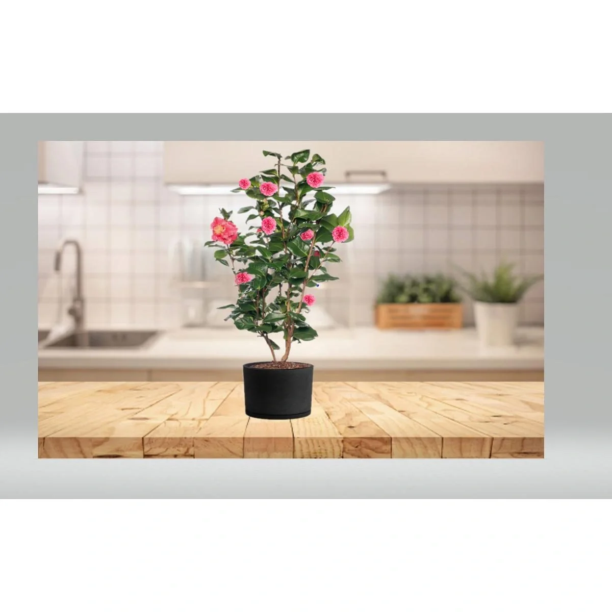 Aufblühende Kamelie XL Strauch 'Japanische Rose' - 2 Stück - 4