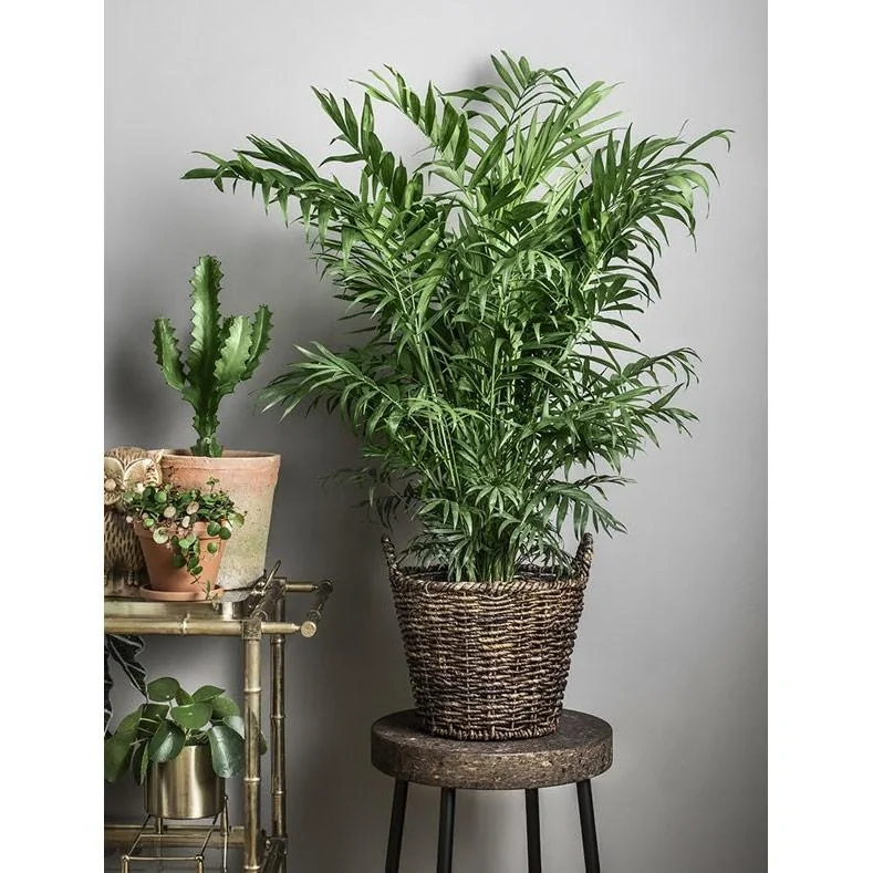 Aufblühende mexikanische Bergpalme - Chamaedorea Elegans - Groß - 50-60Cm - 1 Stück - 4