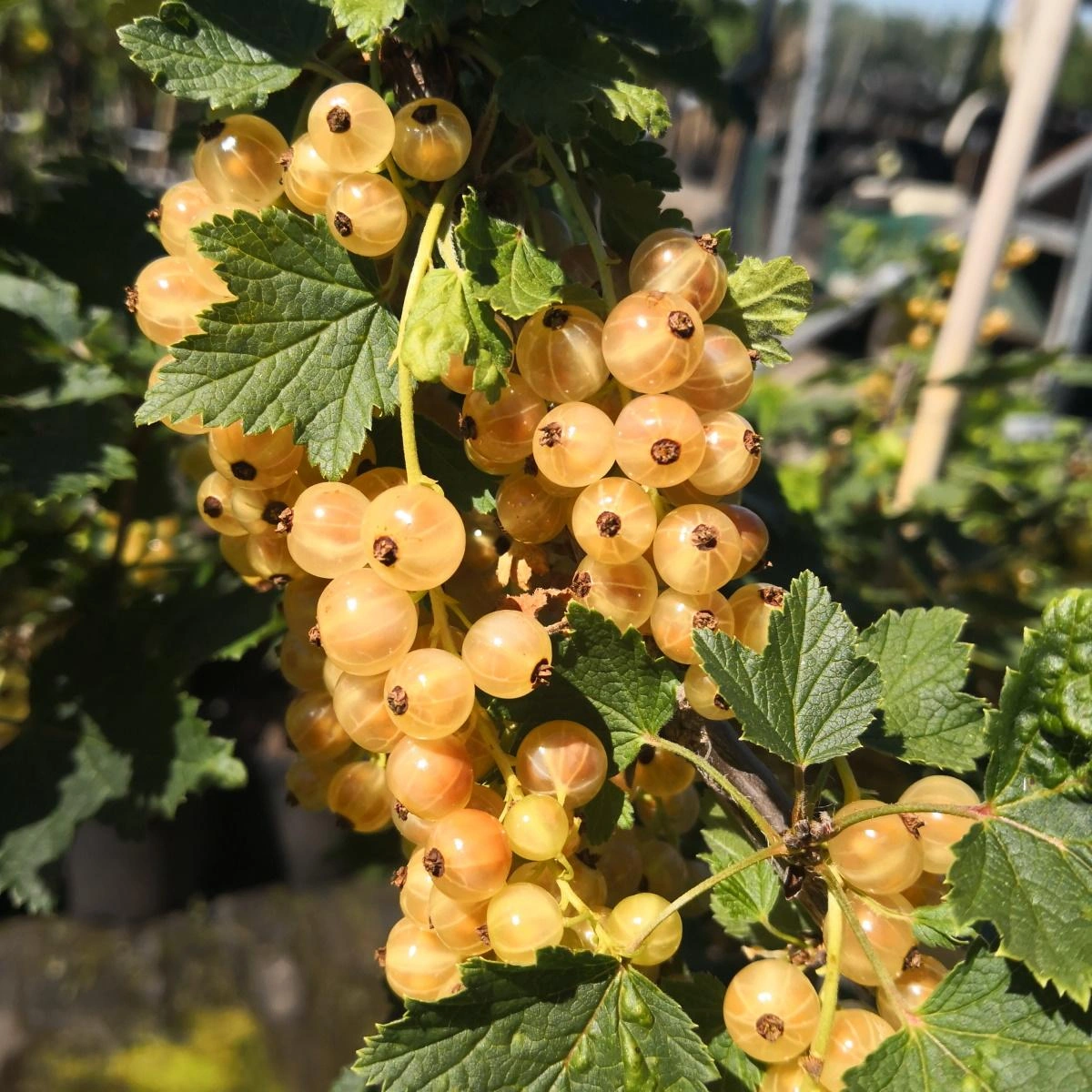 Säulenjohannisbeere weiß " Primus" Säule, im 3,5L-Container - 1