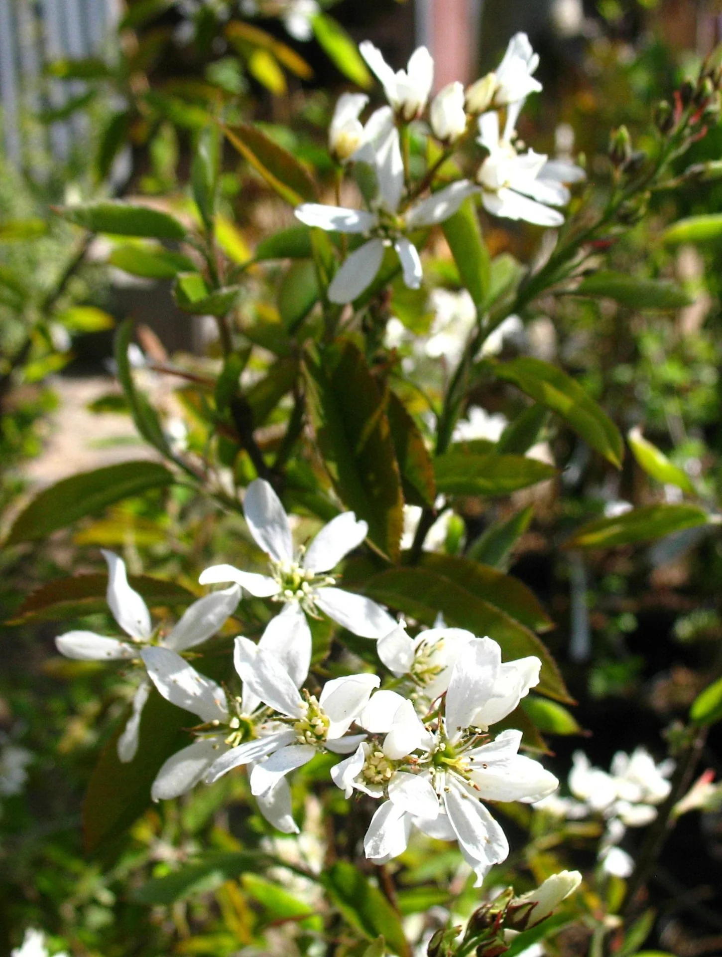 Felsenbirne "Honewood", im 5L-Container, bis ca. 2,5 Meter - 1