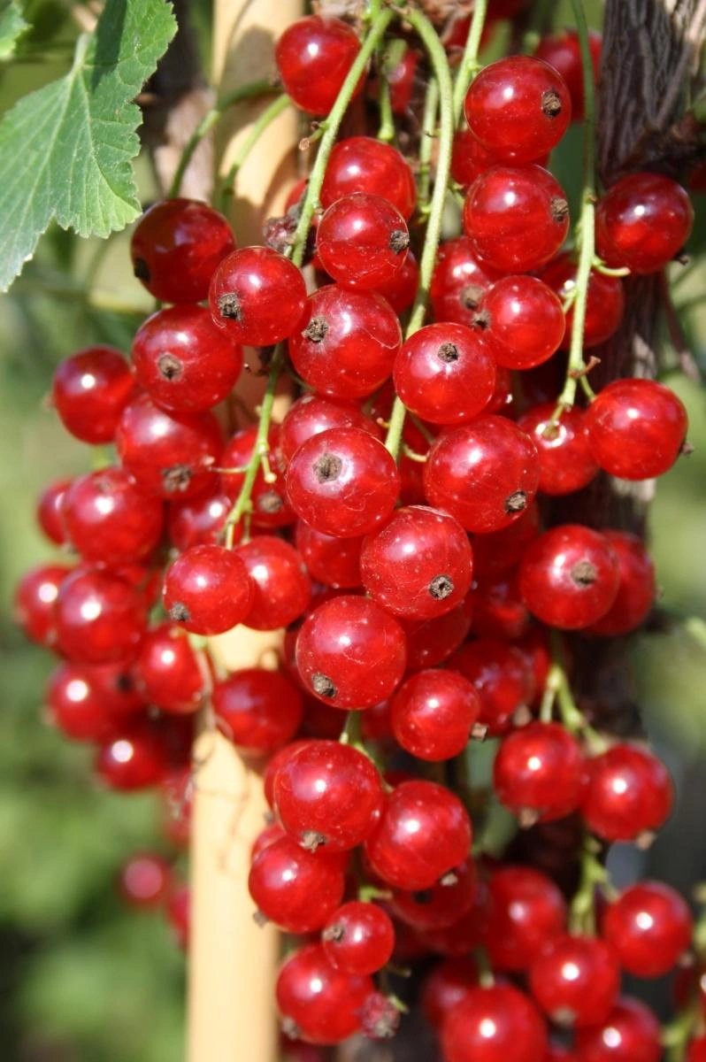 Johannisbeere rot "Jonkheer v. Tets" Busch, im 5L-Container - 1