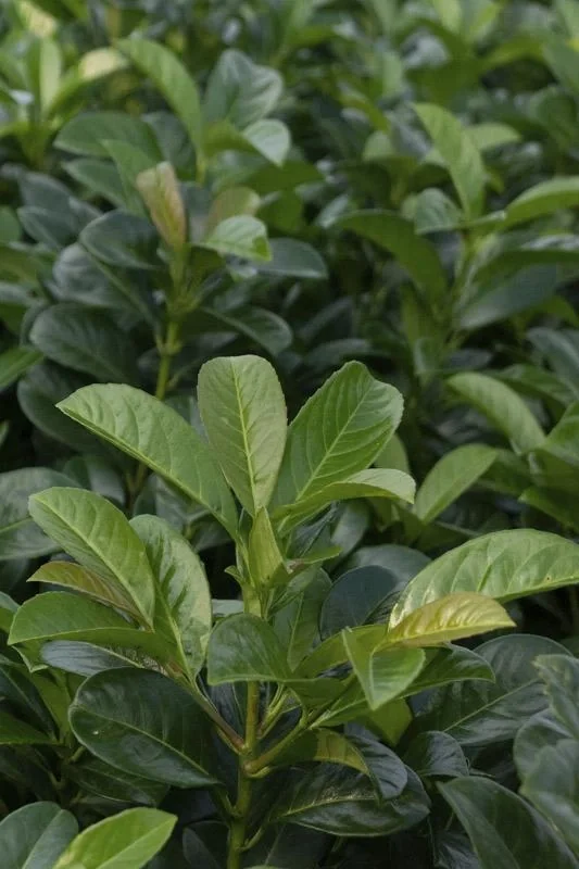 Lorbeerkirsche, Prunus lauroc. "Etna", 4,6 Liter Topf, 3 Stück im Set - 3