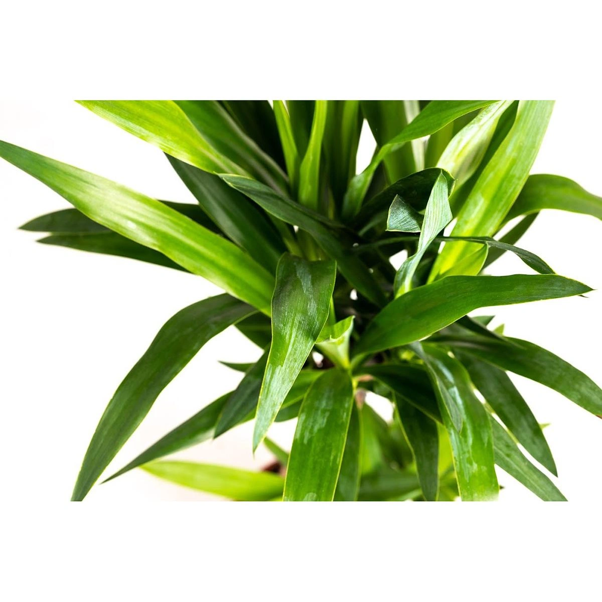 Aufblühende Arecapalme - Goldpalme - Dypsis Lutescens Areca - Groß - 65-70 cm - 2 Stück - 7