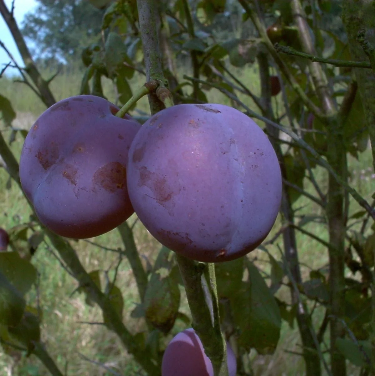 Pflaume "Bühler Frühzwetsche" Busch, im 10L-Container, süß, saftig, gut steinlösend - 1