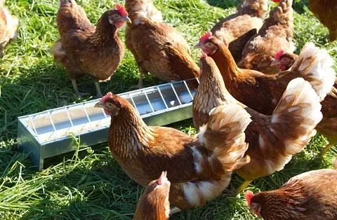 Futtertrog für Hühner, verzinkt, 75 x 10 cm - 2