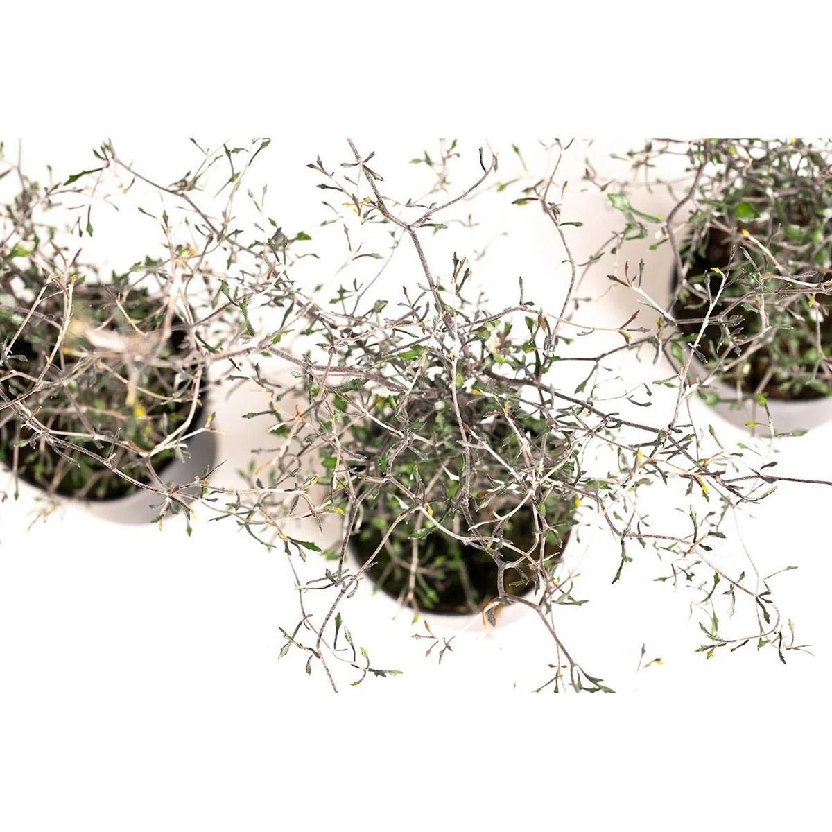 Flower-up Zigzag Strauch - Corokia Cotoeaster - Hardy - 30-40 Cm - 3 Stück - 3