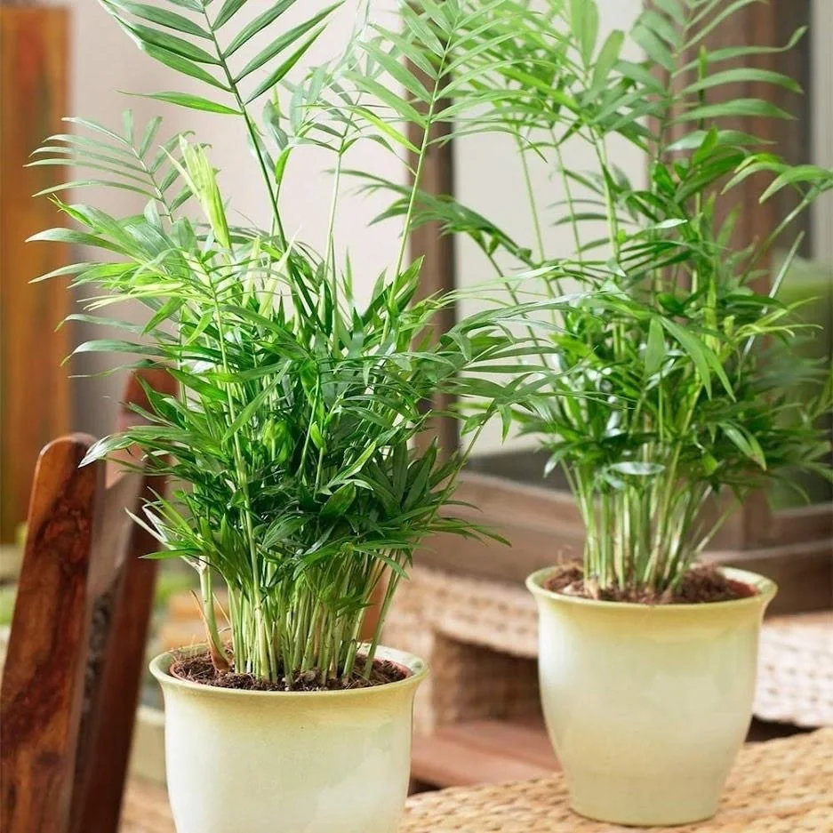 Aufblühende mexikanische Bergpalme - Chamaedorea Elegans - Groß - 50-60cm - 2 Stück - 4