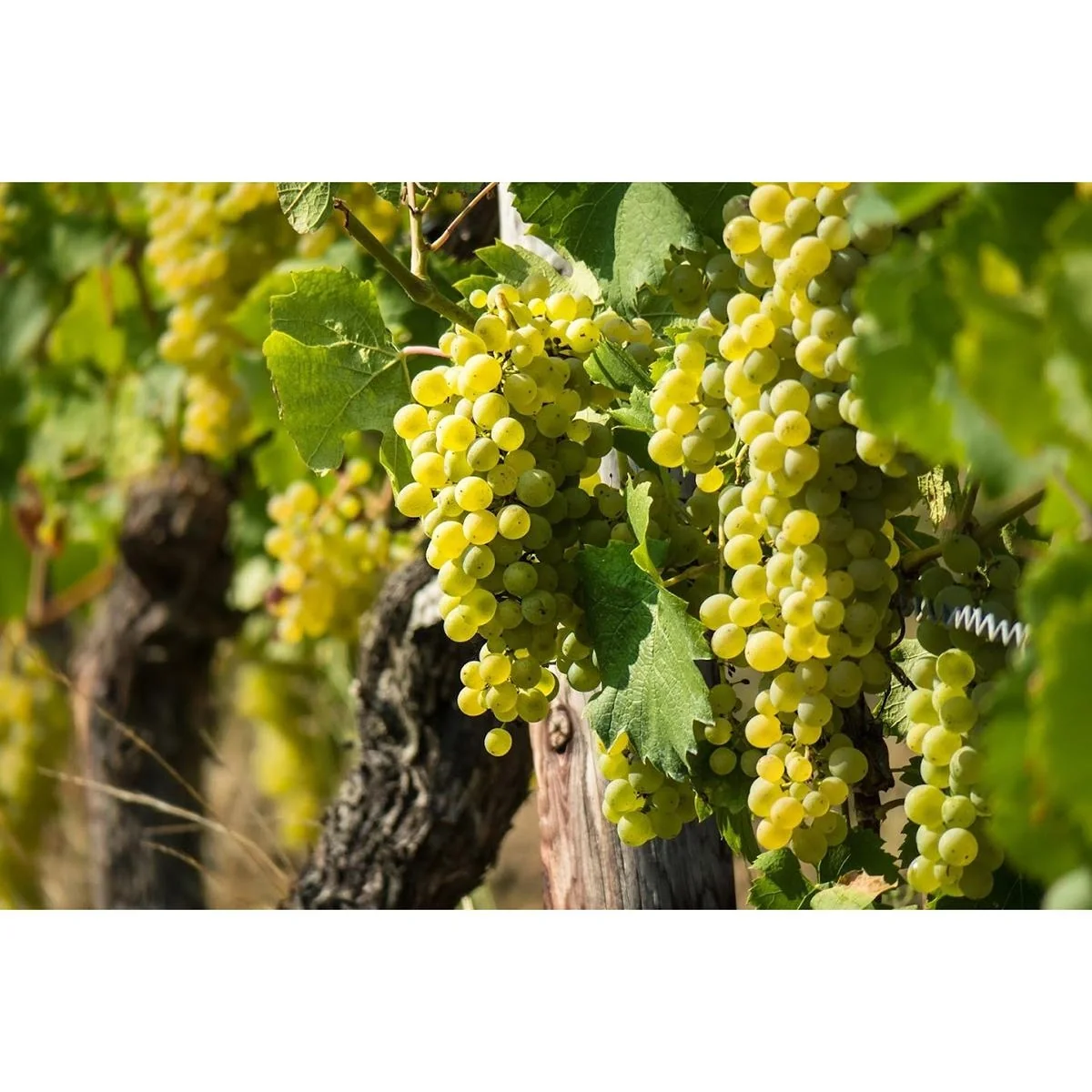 Flower-up Grapevines 4 pcs Mixed Set 1x Aurore, 1x Sauvignon, 1x Muscat Hamburg, 1x Merlot - 3