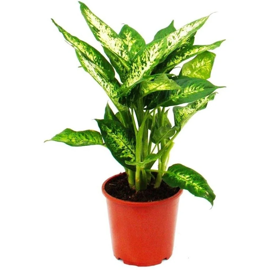 Blühendes Dieffenbachia-Set Mix - 4 Stück - 25 -40Cm (2x Dieffenbachia Camilla, 2x Dieffenbachia Compacta) - 3