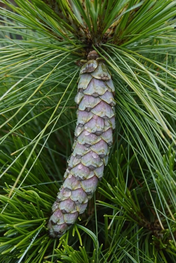 Zapfenkiefer Wiethorst - Pinus schwerinii - 7.5 L Topf 40-50 cm - 4