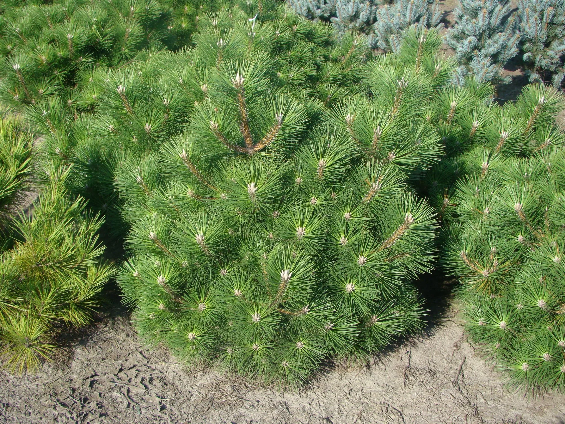 Japanische Schwarz-Kiefer, Pinus thunbergii "Maijima, 7 Liter Topf, 30-40 cm hoch - 1