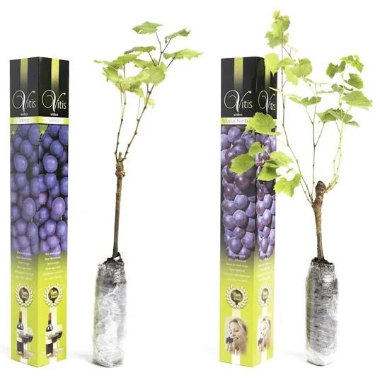 Flower-up Grapevines - 2 Stück - Blaues Weinreben-Set (1x Blauer Muskateller Hamburg, 1x Blauer Merlot) - 1