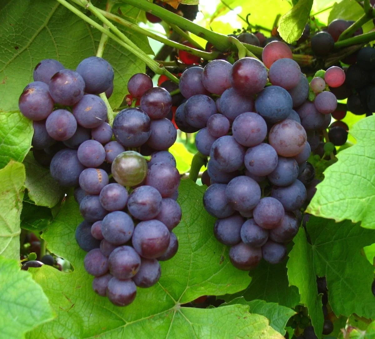 Weinrebe "Vanessa", 5L-Container, große rosa Beeren - 1