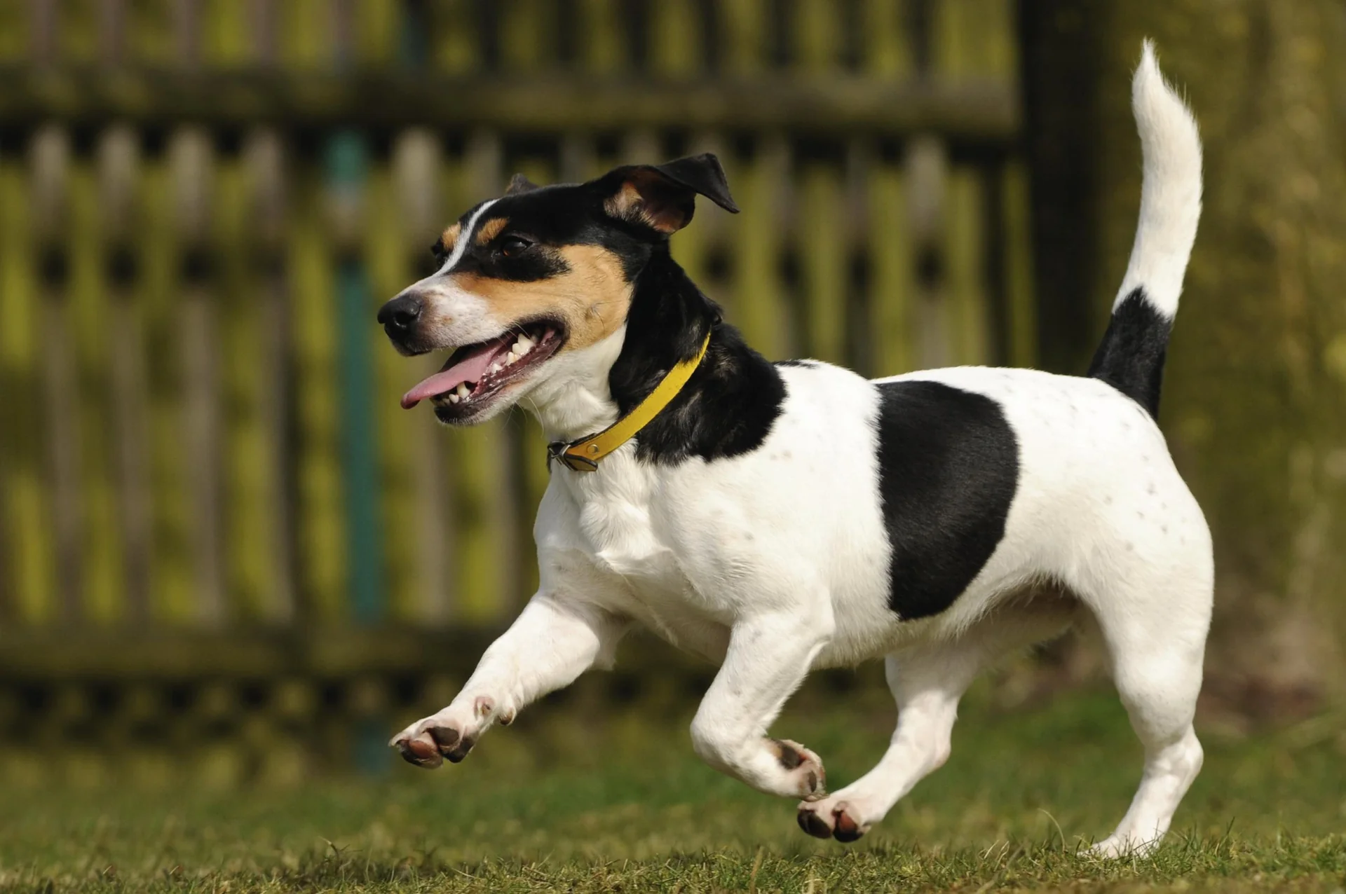 Wasser-Tiervertreiber - 12