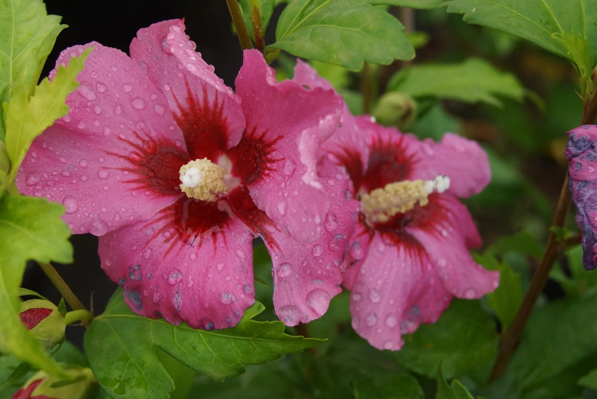Garteneibisch Woodbridge - Hibiscus syriacus - 12 L Topf 80-100 cm - 2