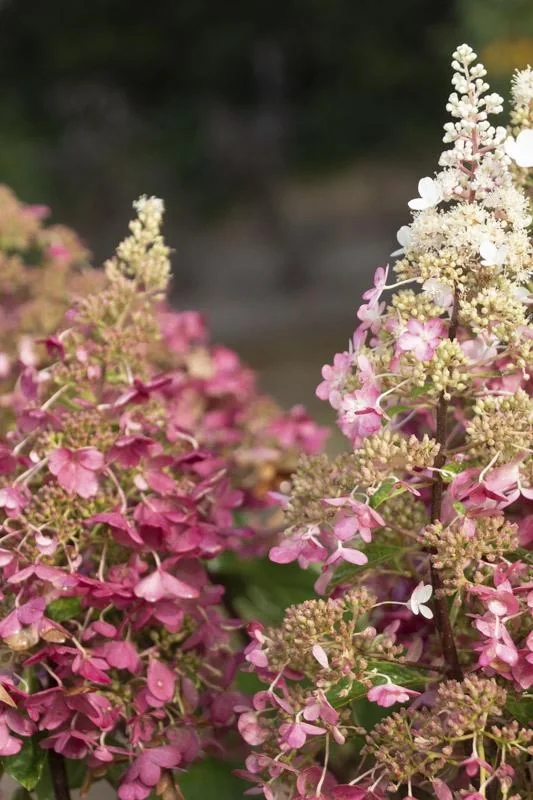 Rispenhortensie "Pinky Winky", Hydrangea paniculata, 4,6 Liter Topf, 40- 60 cm hoch, 2er-Set - 3
