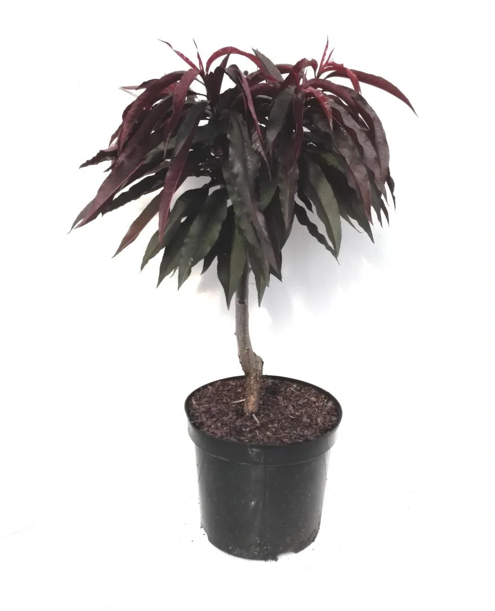 Zwergpfirsich "Crimson´Rotlaub", 7,5L-Container, köstliche, dunkelrote Früchte - 1