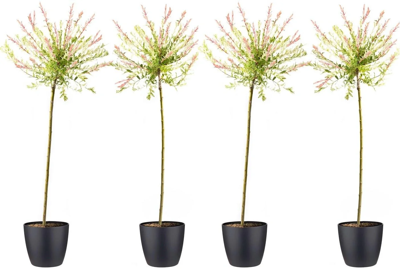 Flower-up 4er-Set XXL Rattenweiden 120 - 140 cm - 1