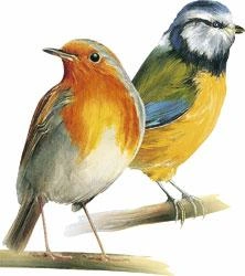 Streufutter 1 kg, Wildvogel Müsli - 2