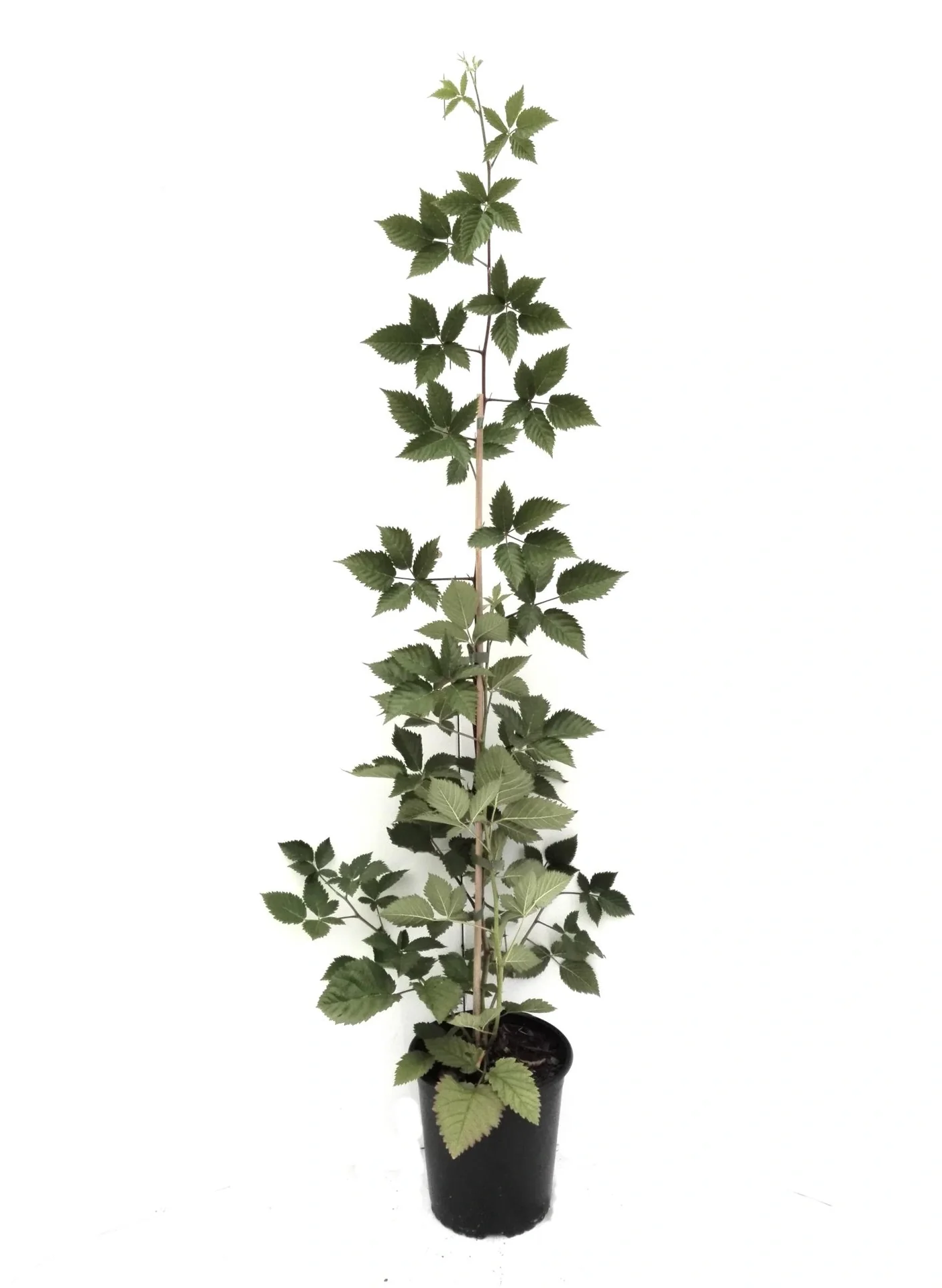 Brombeere "Asterina", 3,5L-Container - 1