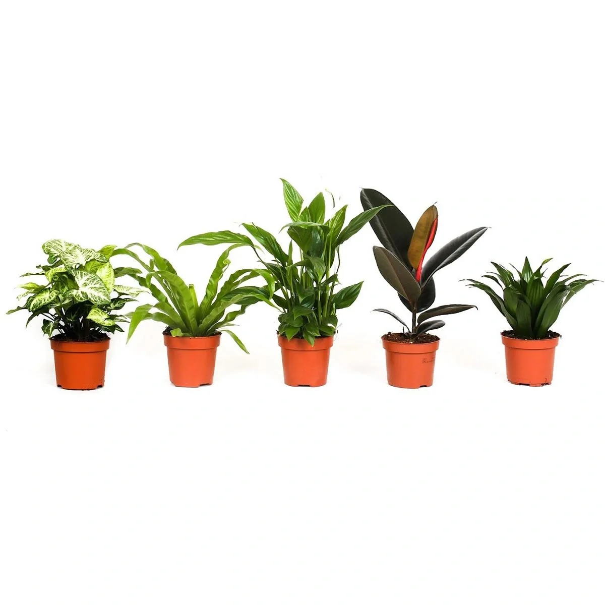Bloem-up Luftreinigende Zimmerpflanzen - Mix-Set - 25 - 45 cm - 5 Stück - 8