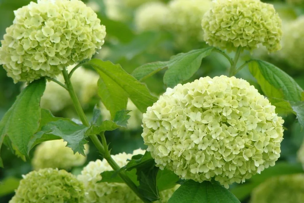Schneeball gewöhnlich Roseum - Viburnum opulus - 7.5 L Topf 80-100 cm - 1